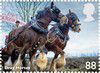 2014_drayhorses.jpg