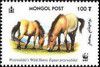 2000_przewalski100T.jpg